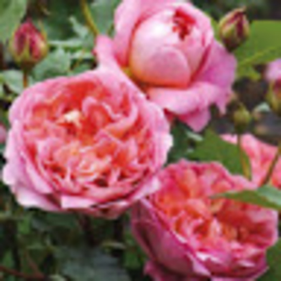 Meet your Posher, Katie - Picture 1 of 1